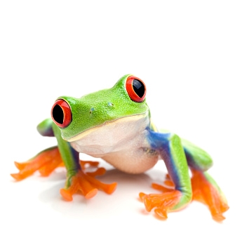 Photo d'une grenouille multicolore
